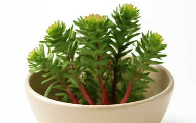 Rhodiola Rosea